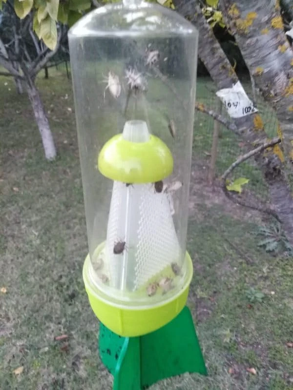 Piège a punaise diabolique